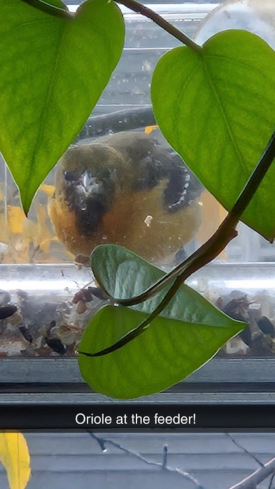 Baltimore Oriole - ML646234321