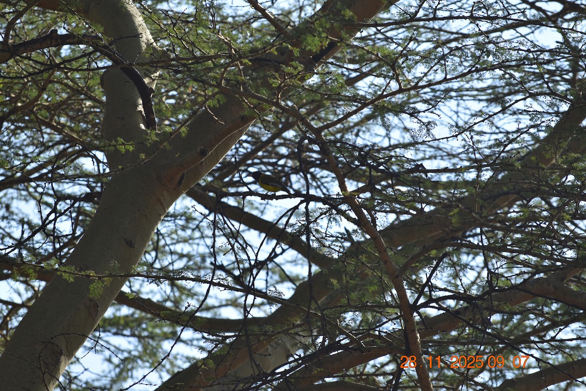 African Black-headed Oriole - ML646234323