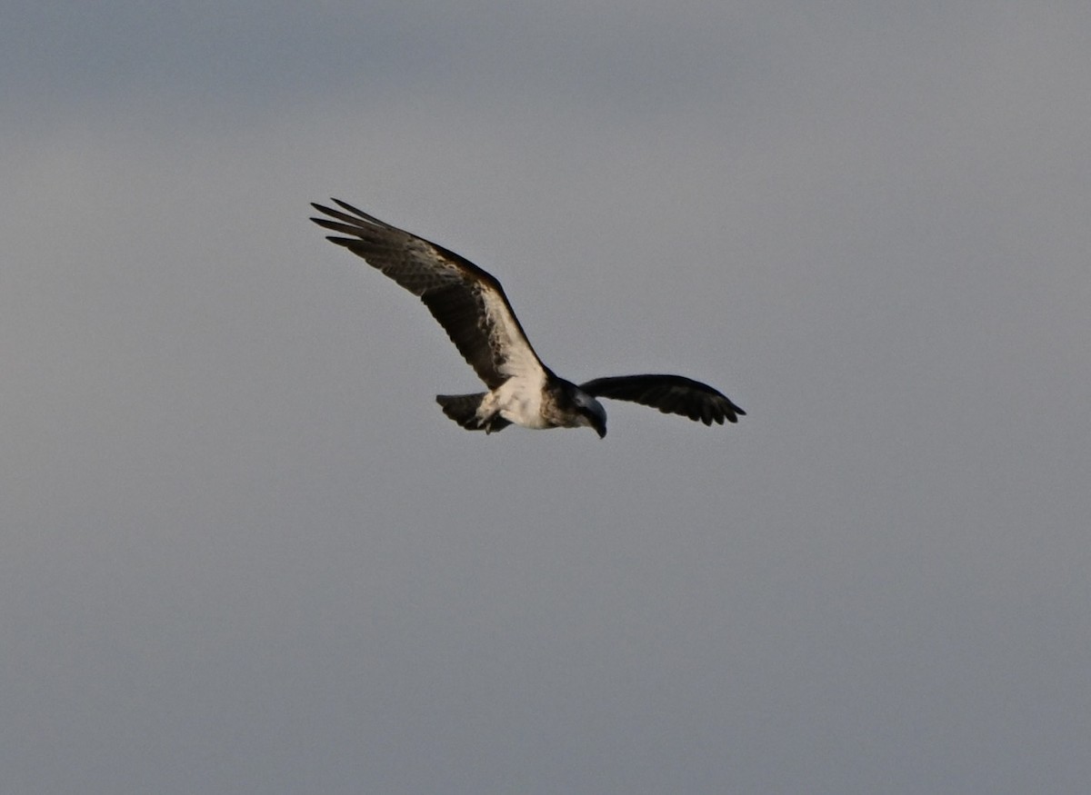Osprey - ML646234324