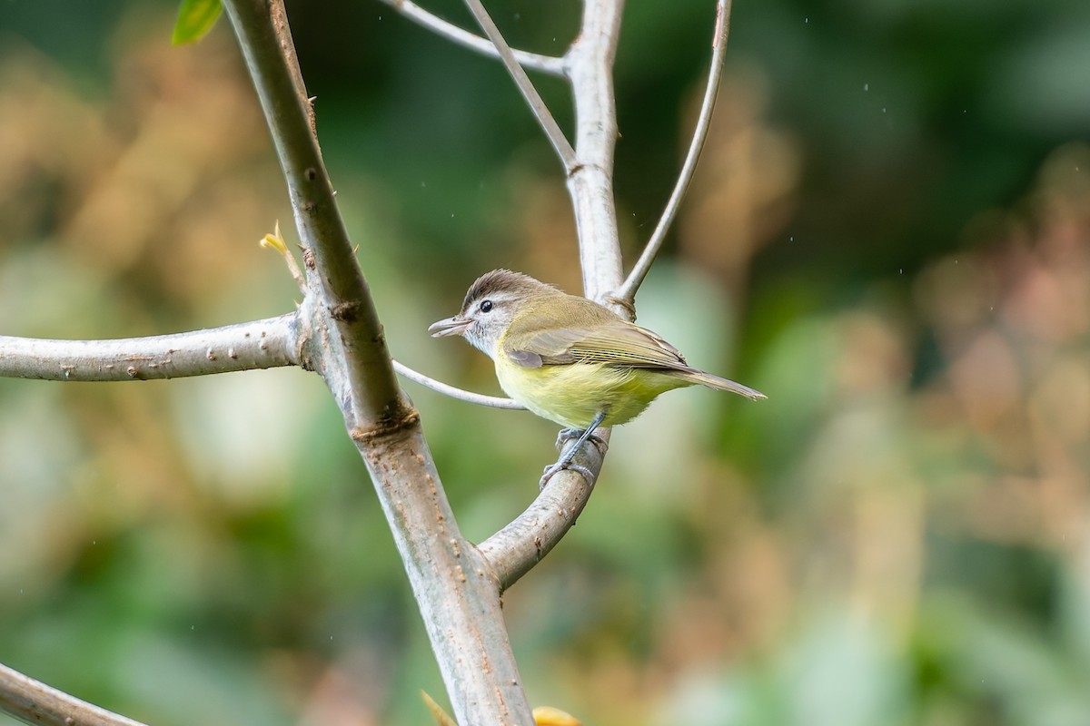 Brown-capped Vireo - ML646234326