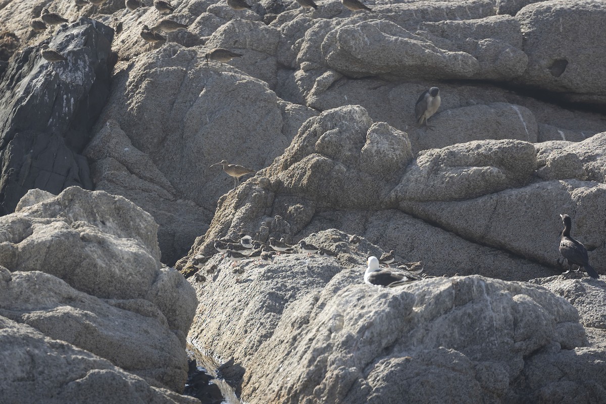 Ruddy Turnstone - ML646234332