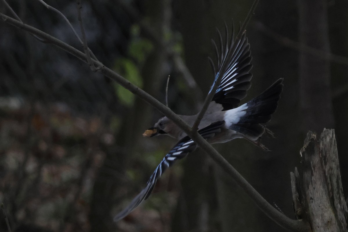 Eurasian Jay - ML646234338