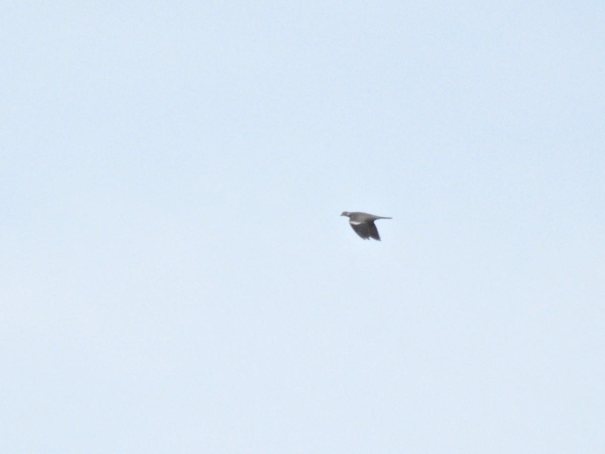 Common Wood-Pigeon - ML646234340