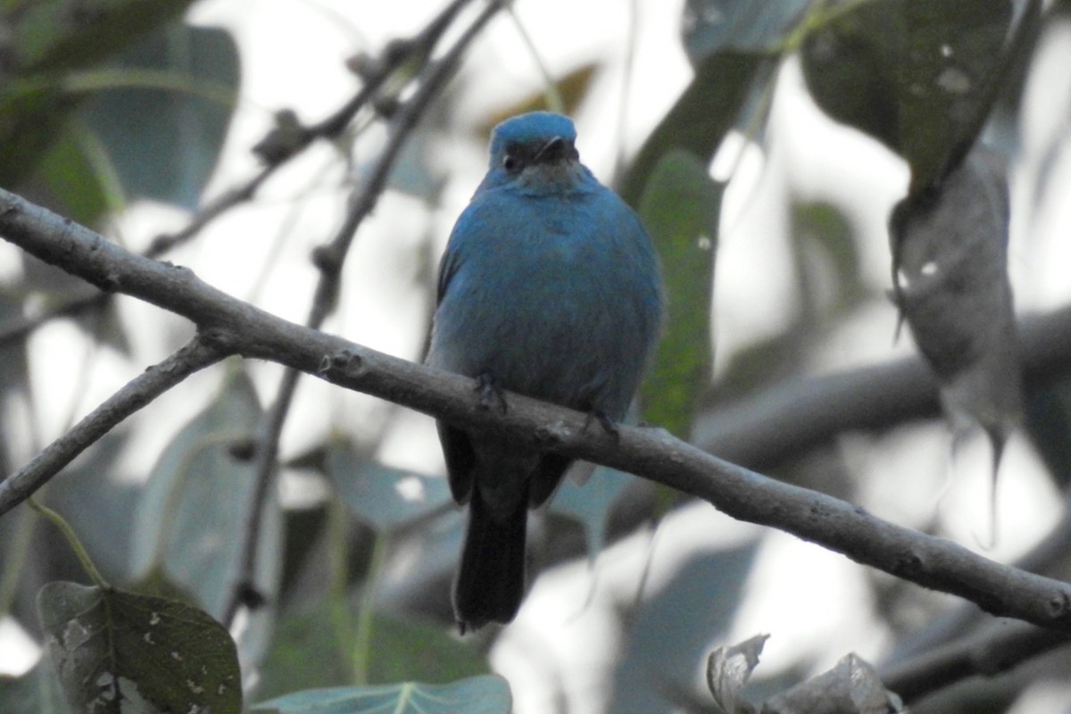 Verditer Flycatcher - ML646234343