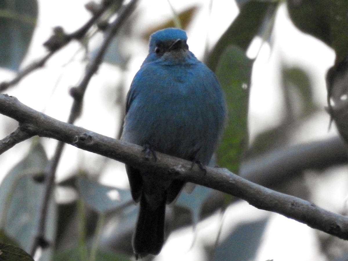 Verditer Flycatcher - ML646234344