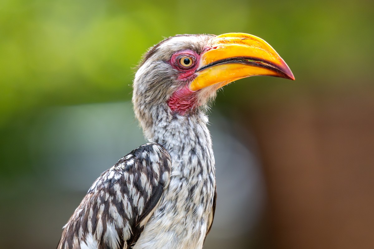 Southern Yellow-billed Hornbill - ML646234345