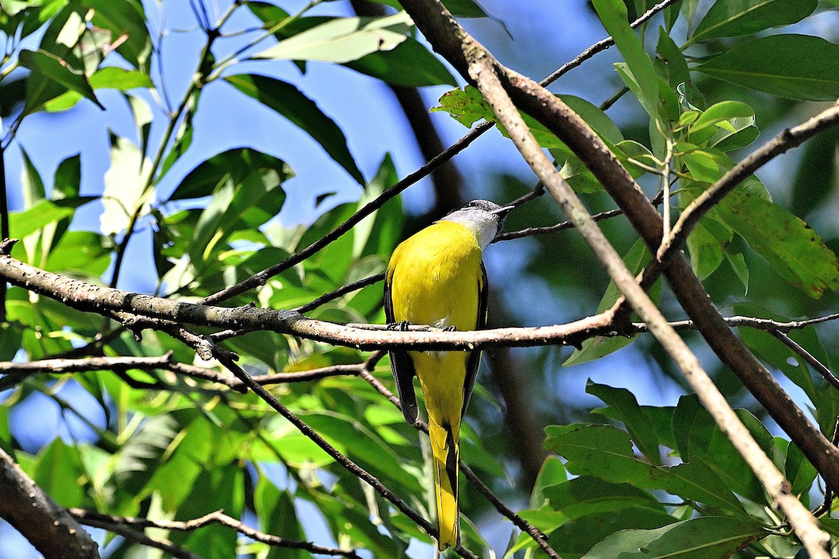 Gray-chinned Minivet - ML646234346