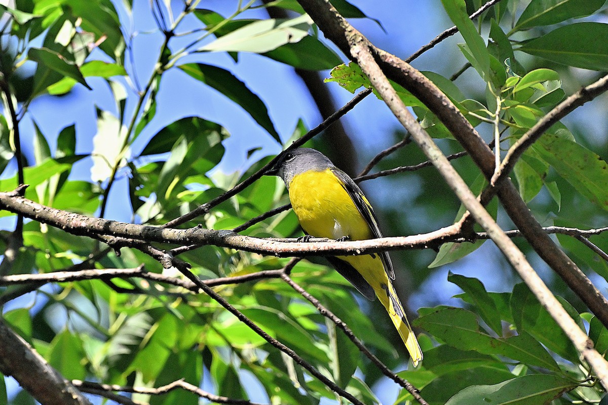 Gray-chinned Minivet - ML646234347