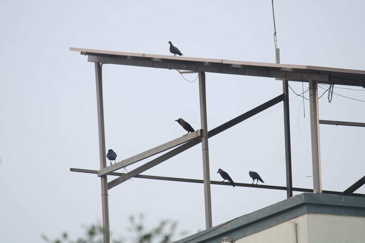 House Crow - ML646234348