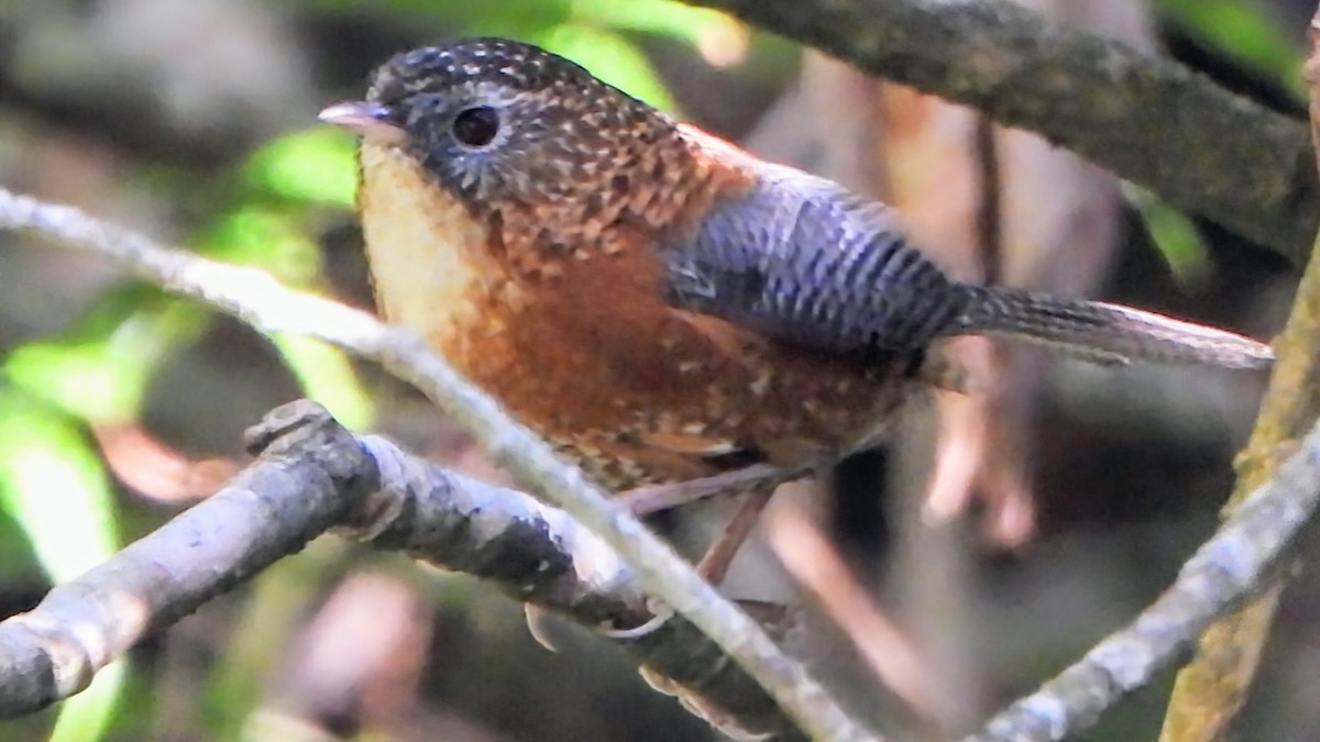 Bar-winged Wren-Babbler - ML646234352