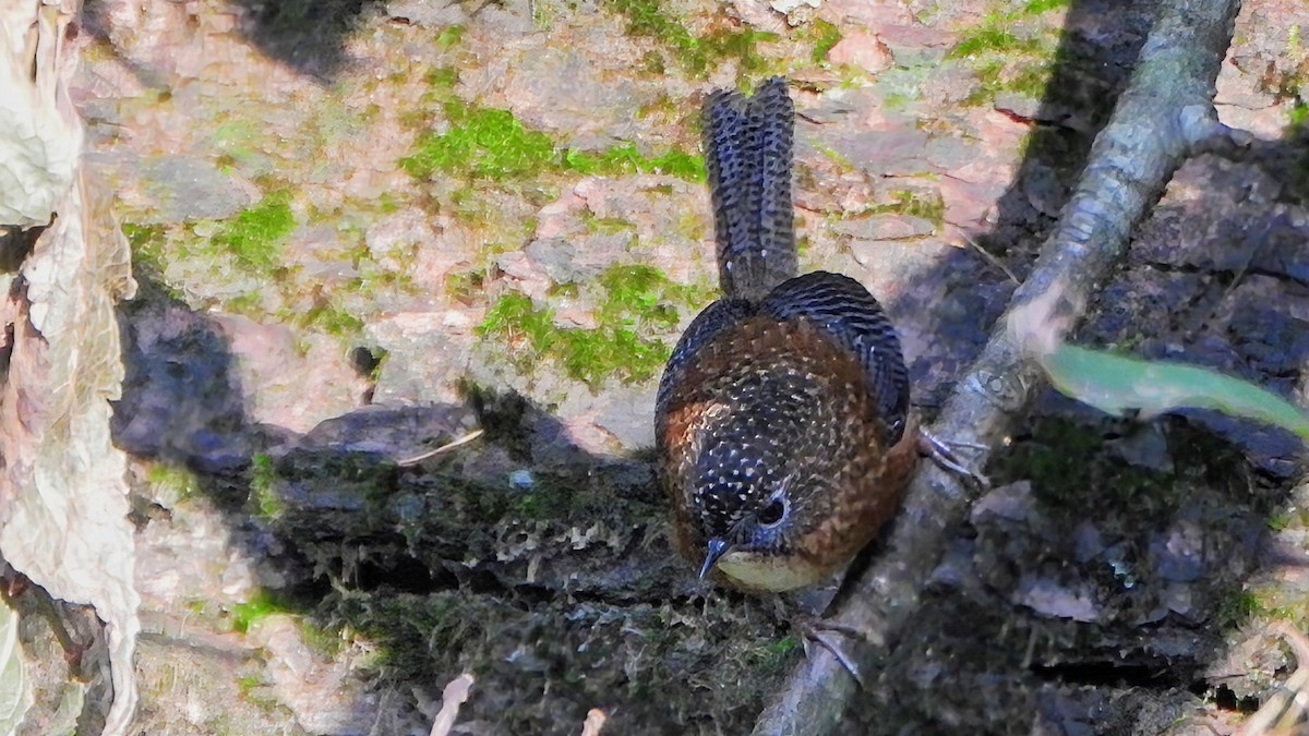 Bar-winged Wren-Babbler - ML646234353