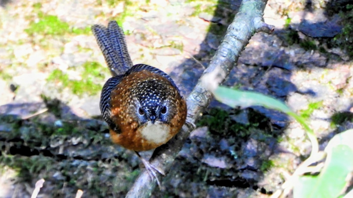 Bar-winged Wren-Babbler - ML646234354