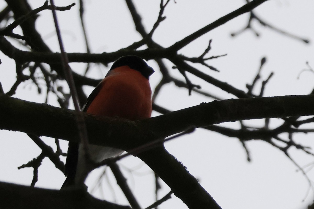 Eurasian Bullfinch - ML646234355