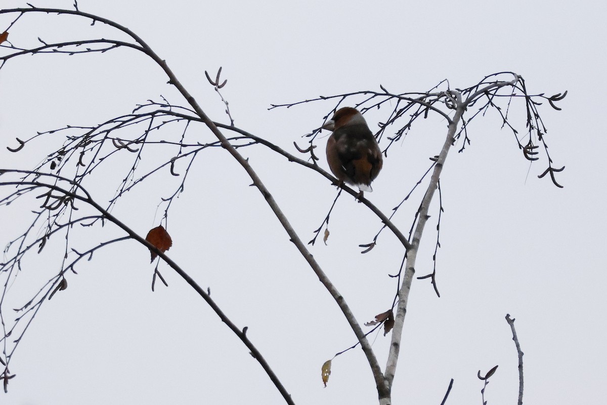 Hawfinch - ML646234356