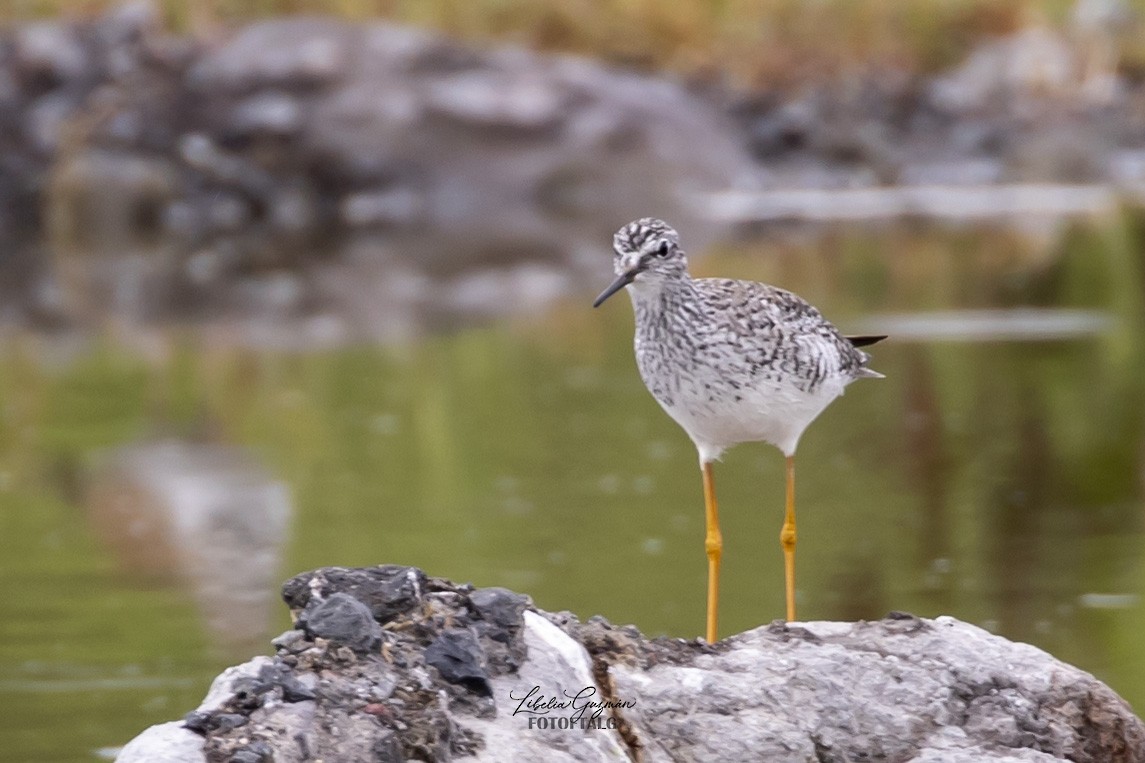 Lesser Yellowlegs - ML646234357