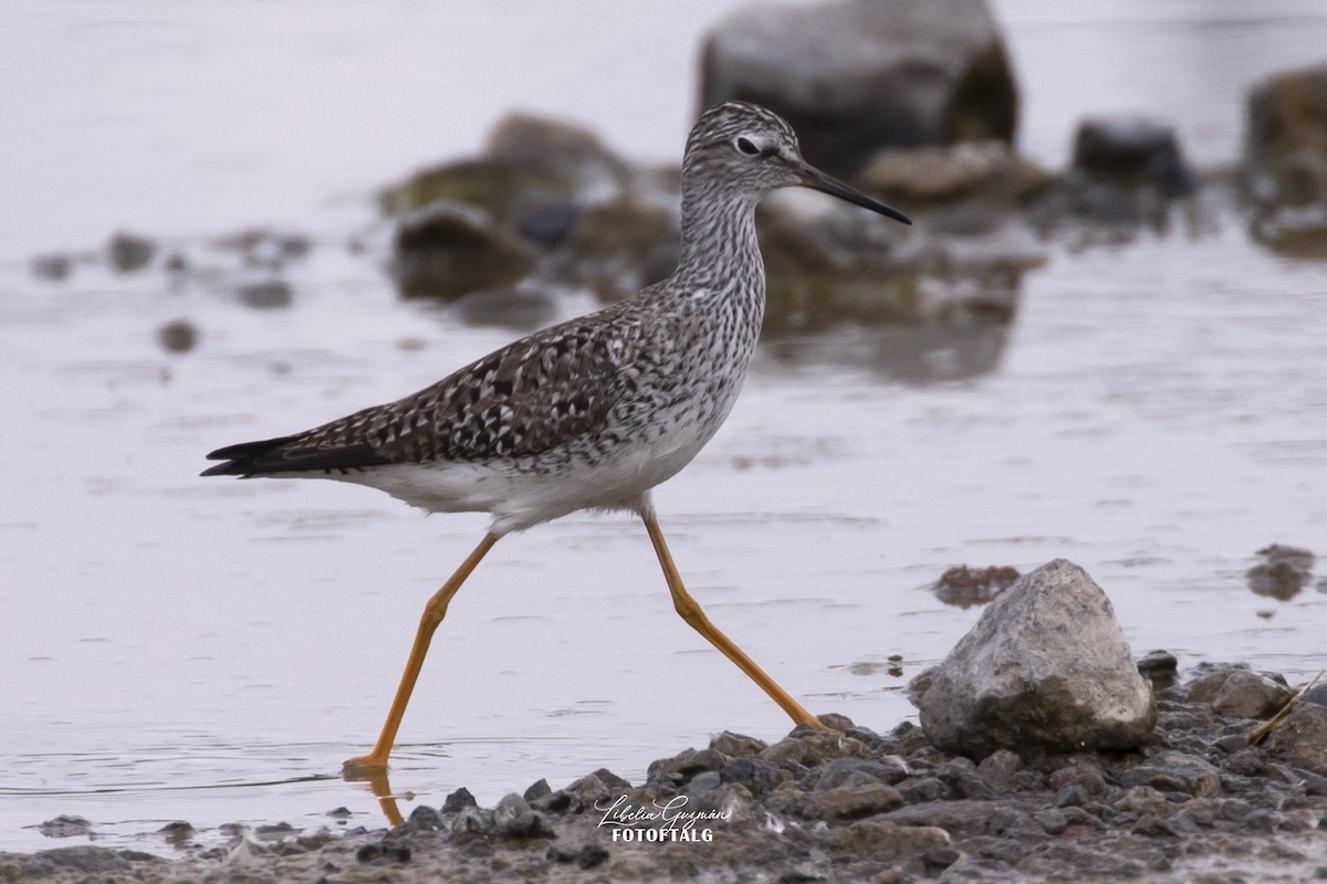 Lesser Yellowlegs - ML646234359