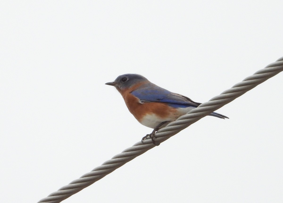 Eastern Bluebird - ML646234361