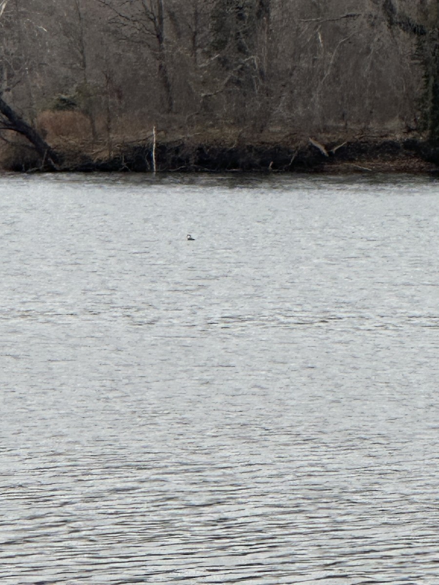 Hooded Merganser - ML646234362