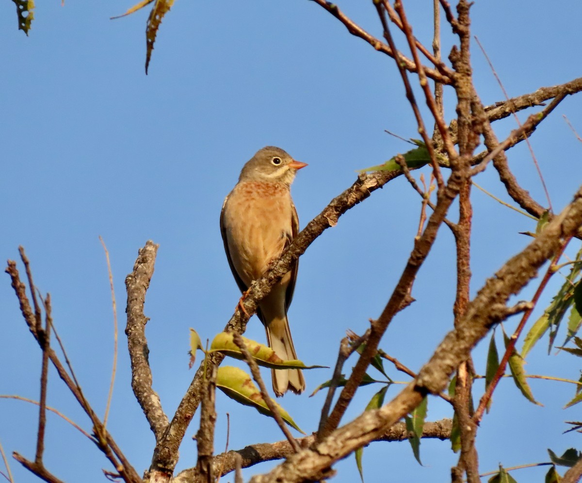 Gray-necked Bunting - ML646234364