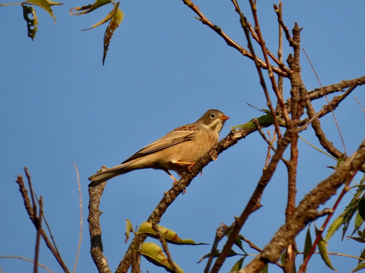 Gray-necked Bunting - ML646234365