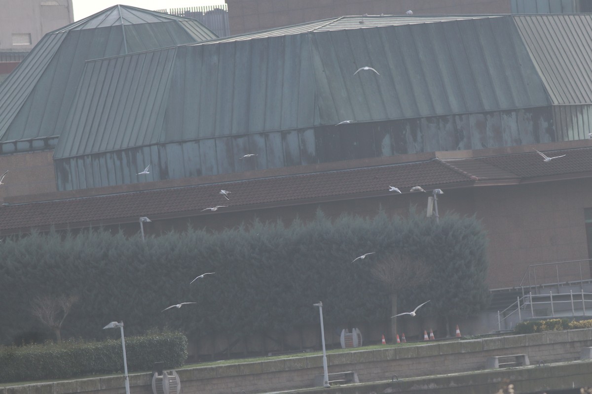 Black-headed Gull - ML646234366