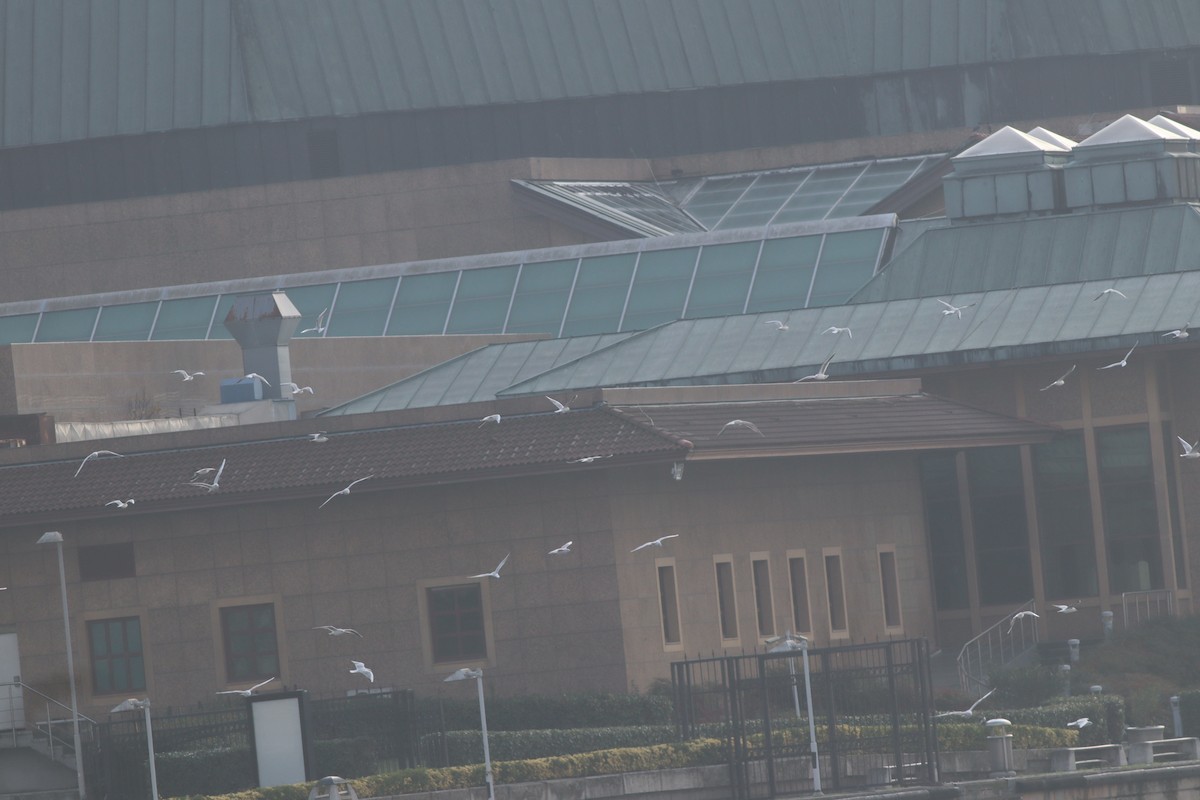 Black-headed Gull - ML646234367