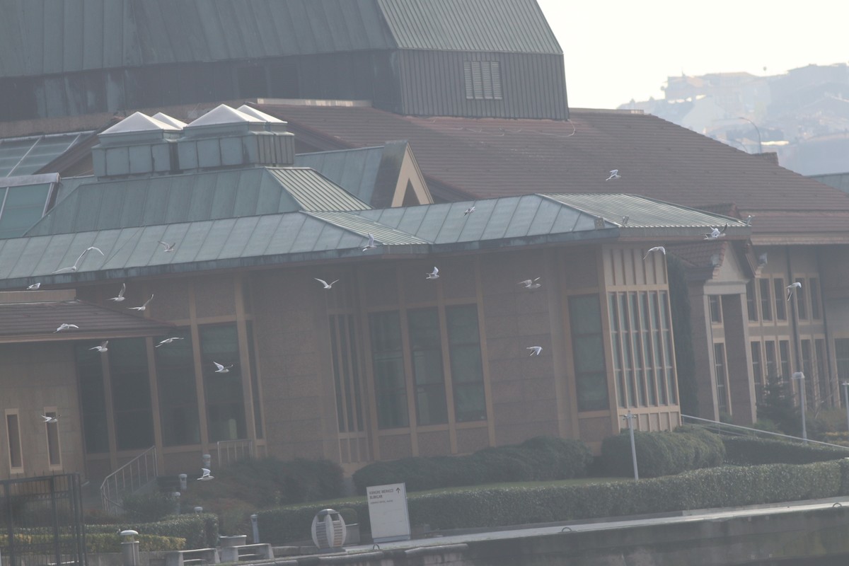 Black-headed Gull - ML646234370