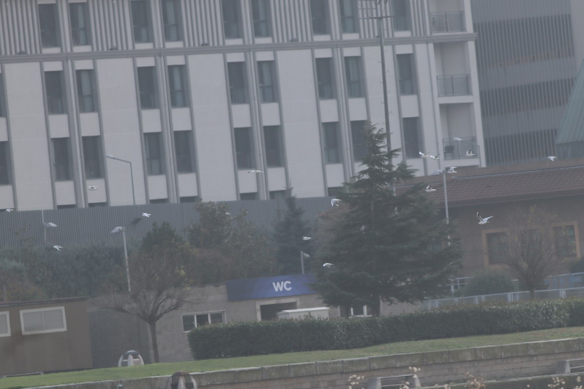 Black-headed Gull - ML646234371