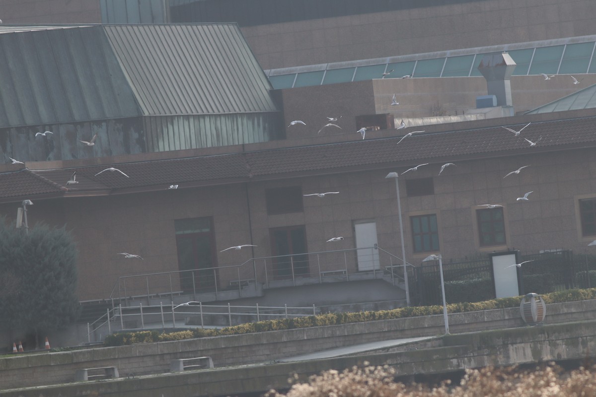 Black-headed Gull - ML646234372