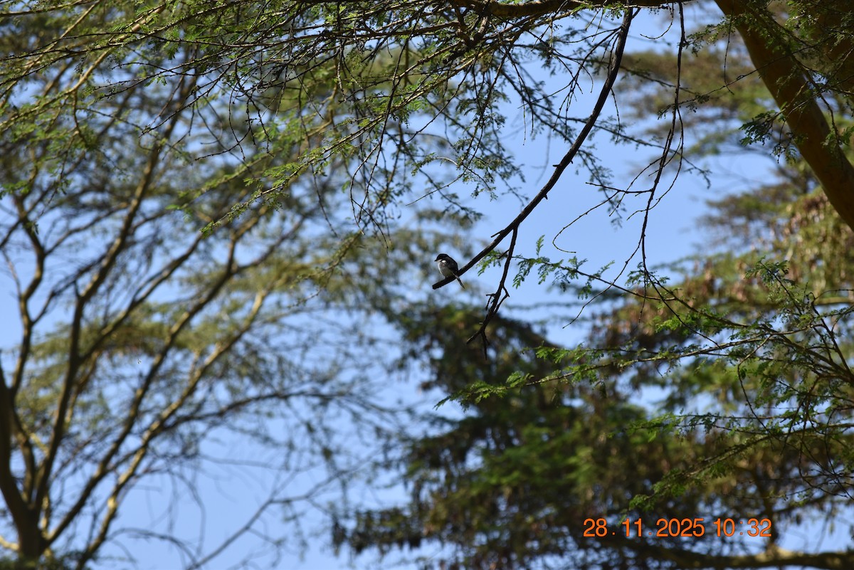 Northern Fiscal - ML646234373