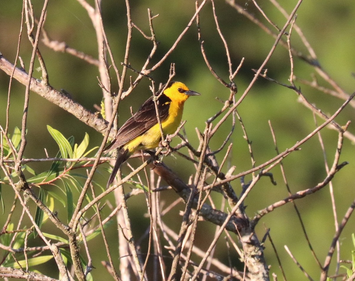 Sarı Karatavuk - ML646234374