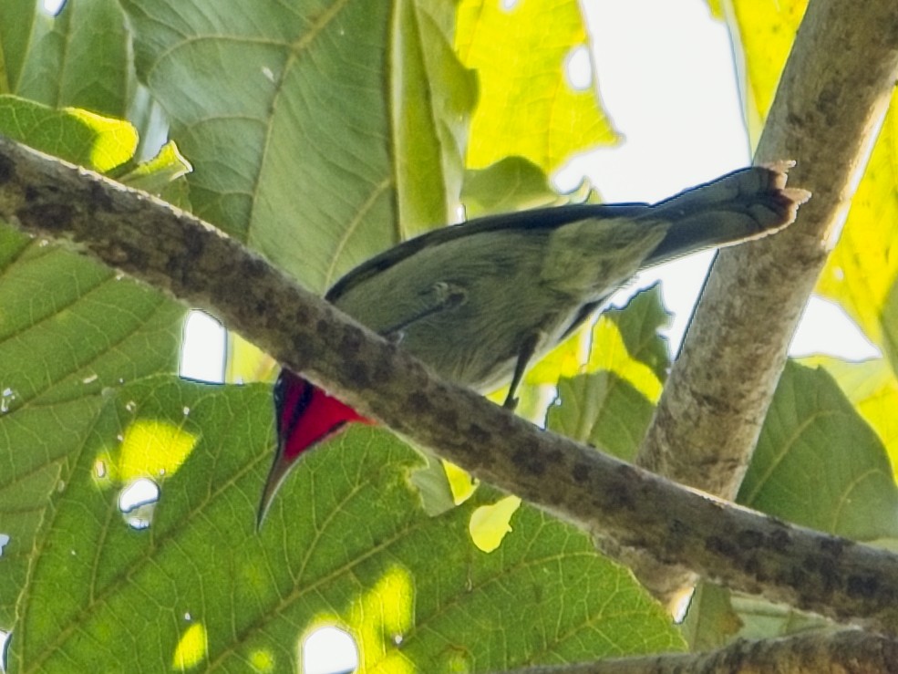 Crimson Sunbird - ML646234376