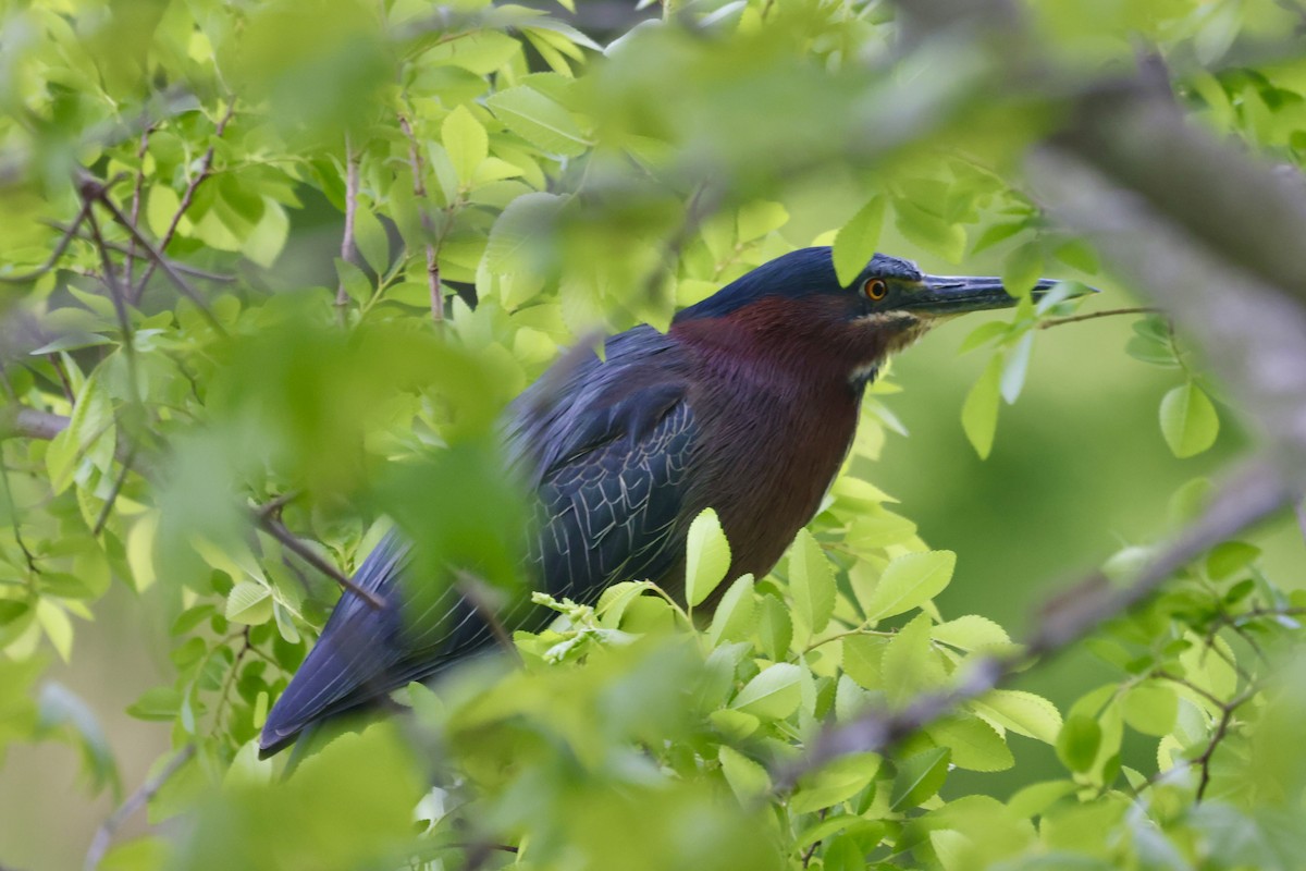 Green Heron - ML646234383