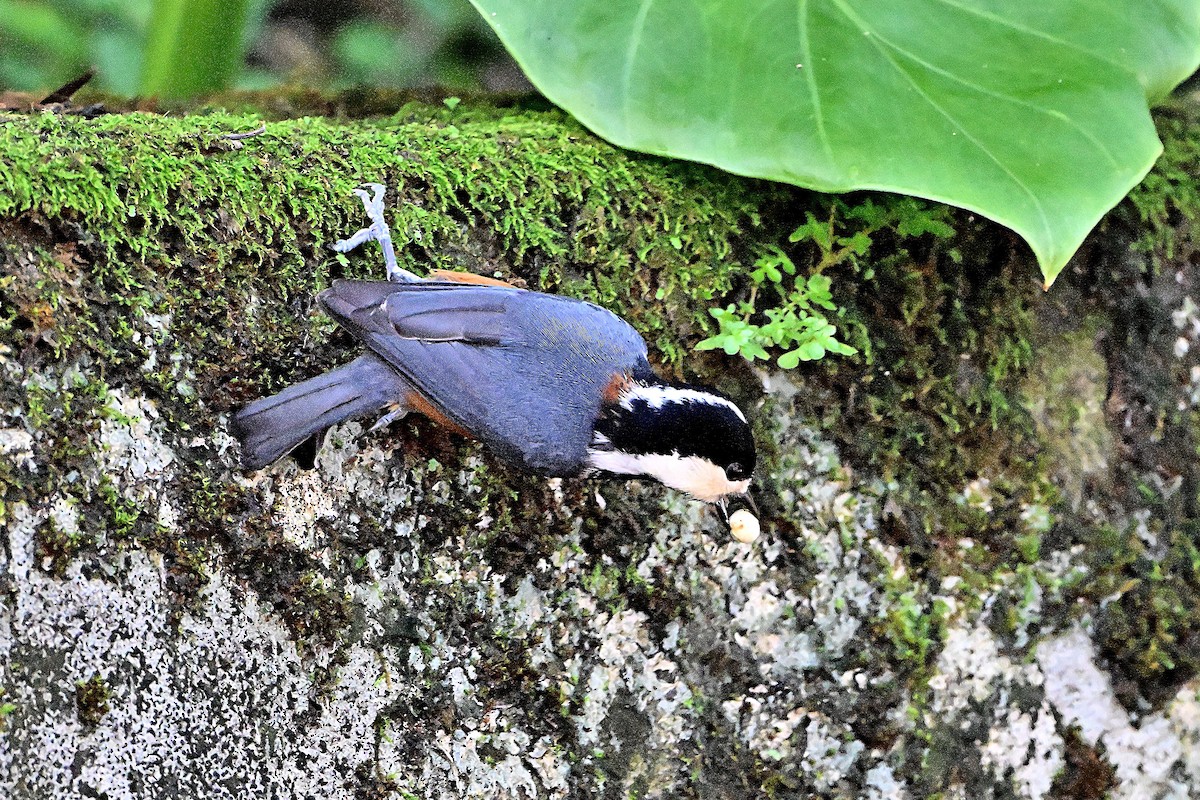Chestnut-bellied Tit - ML646234384