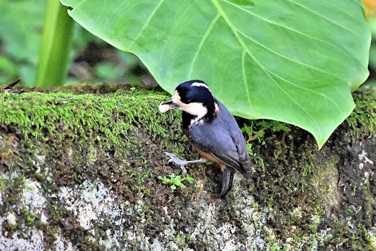 Chestnut-bellied Tit - ML646234385