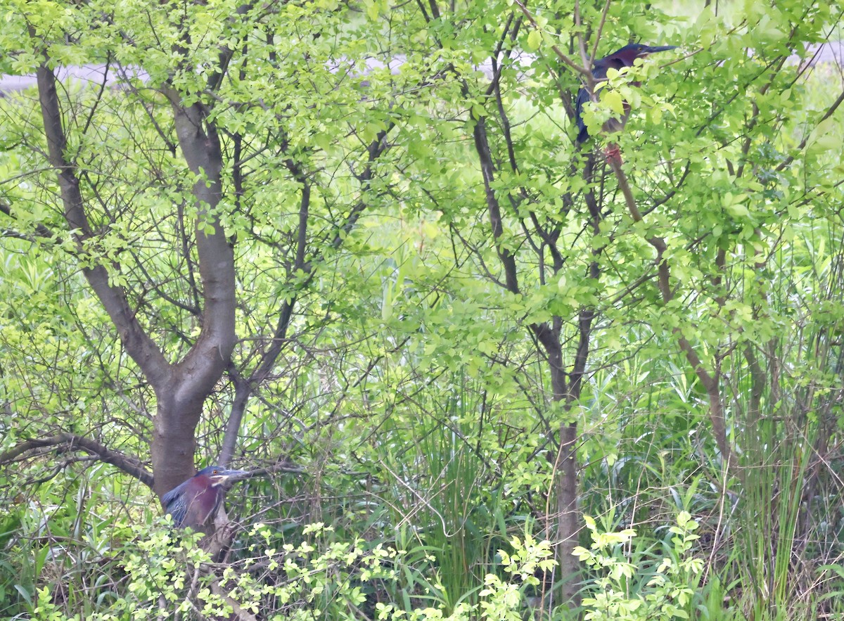 Green Heron - ML646234386