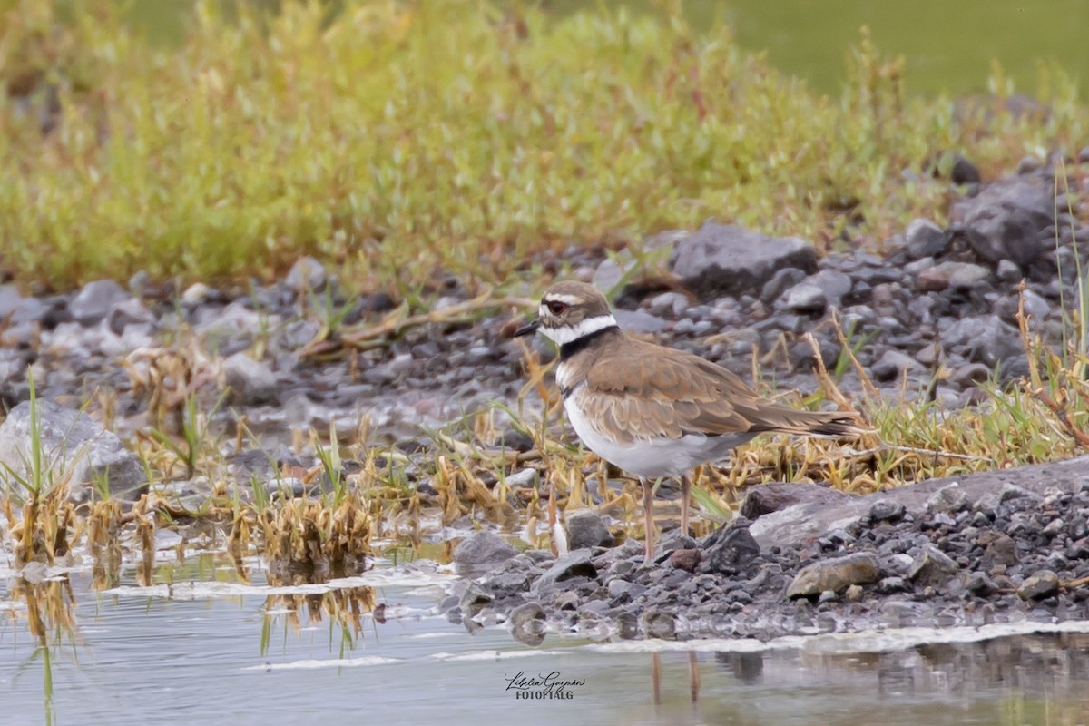 Killdeer - ML646234388
