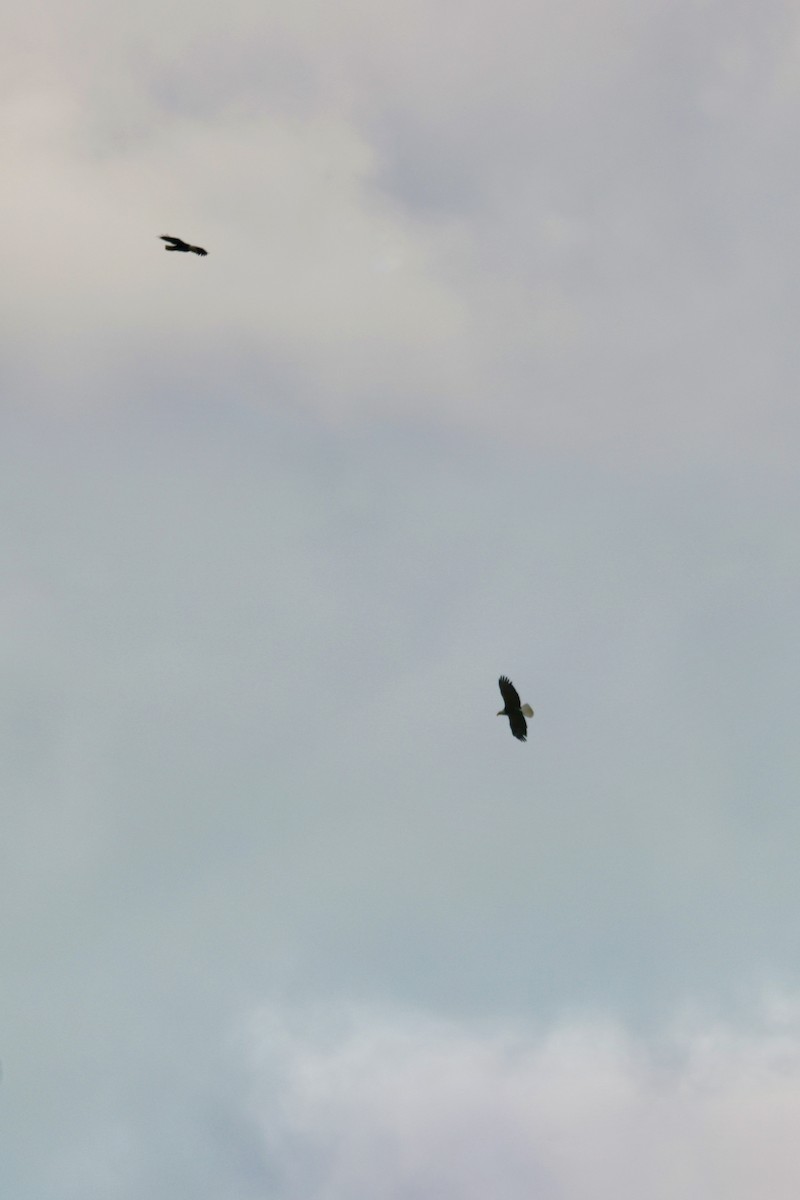 Bald Eagle - ML646234393