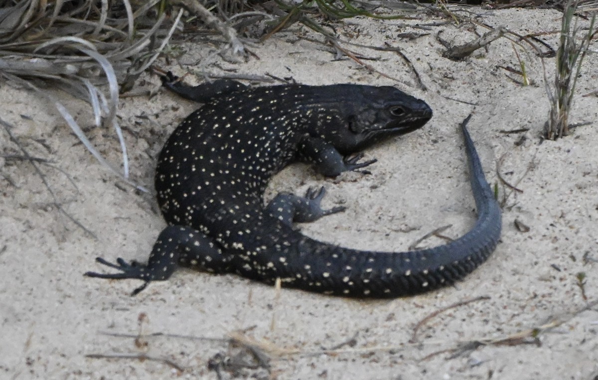 Animals - ML646234395