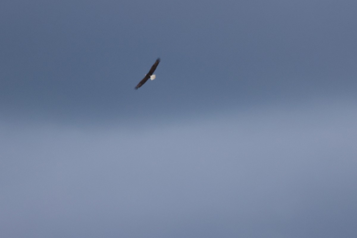 Bald Eagle - ML646234396