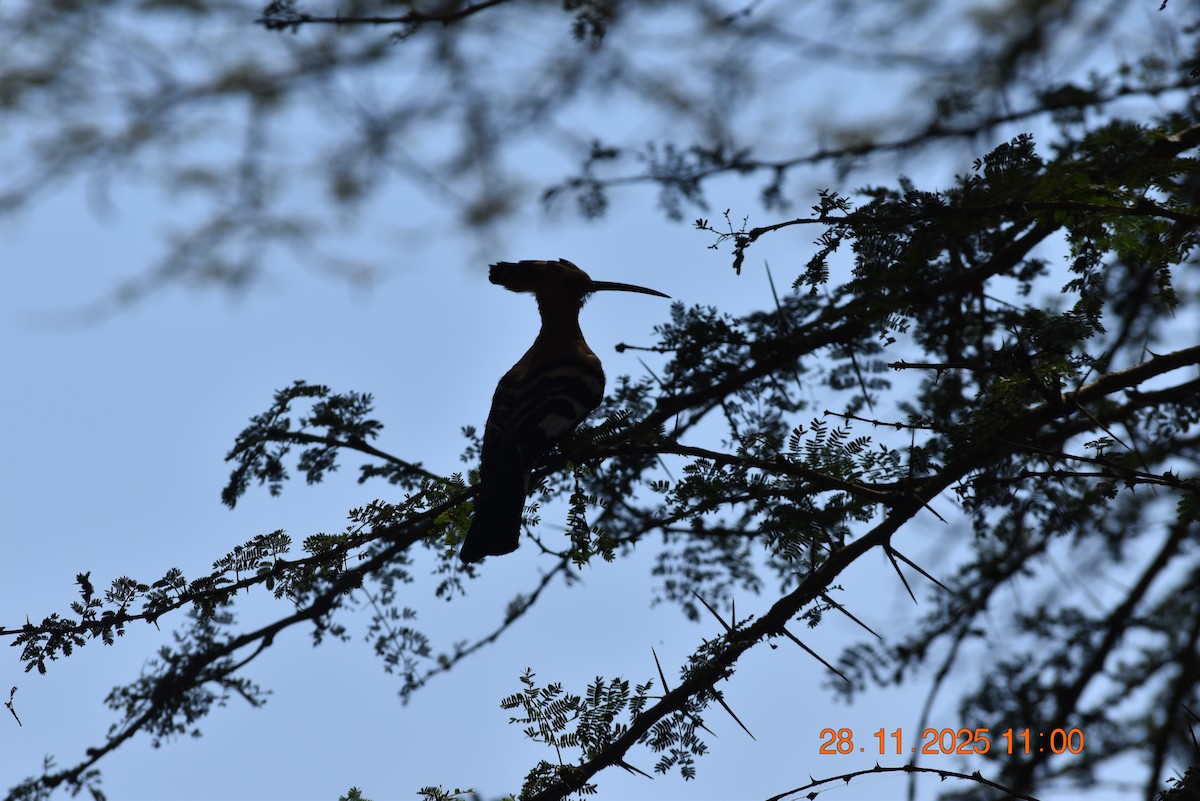 戴勝(africana) - ML646234398