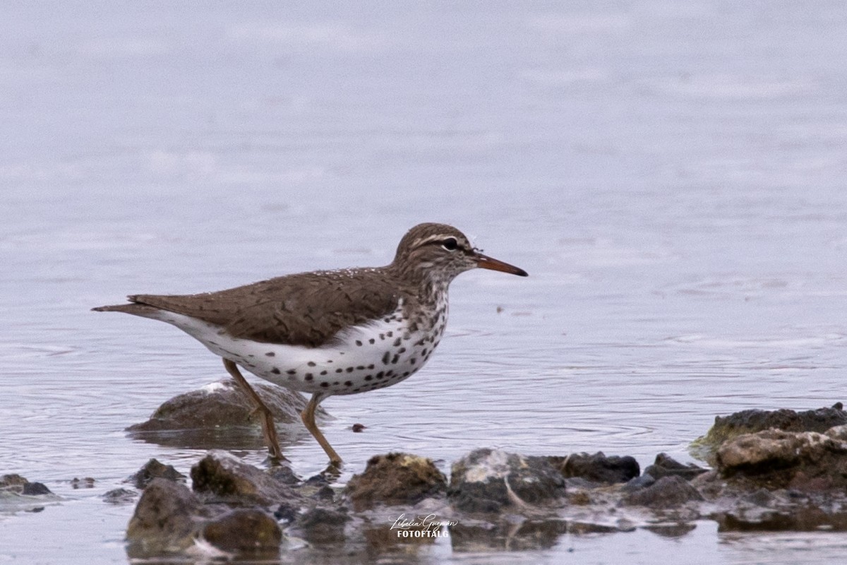 Spotted Sandpiper - ML646234421