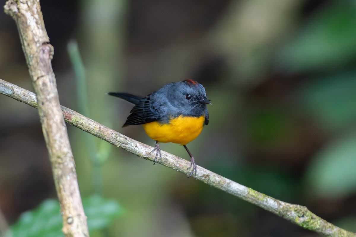 Paruline ardoisée - ML646234423