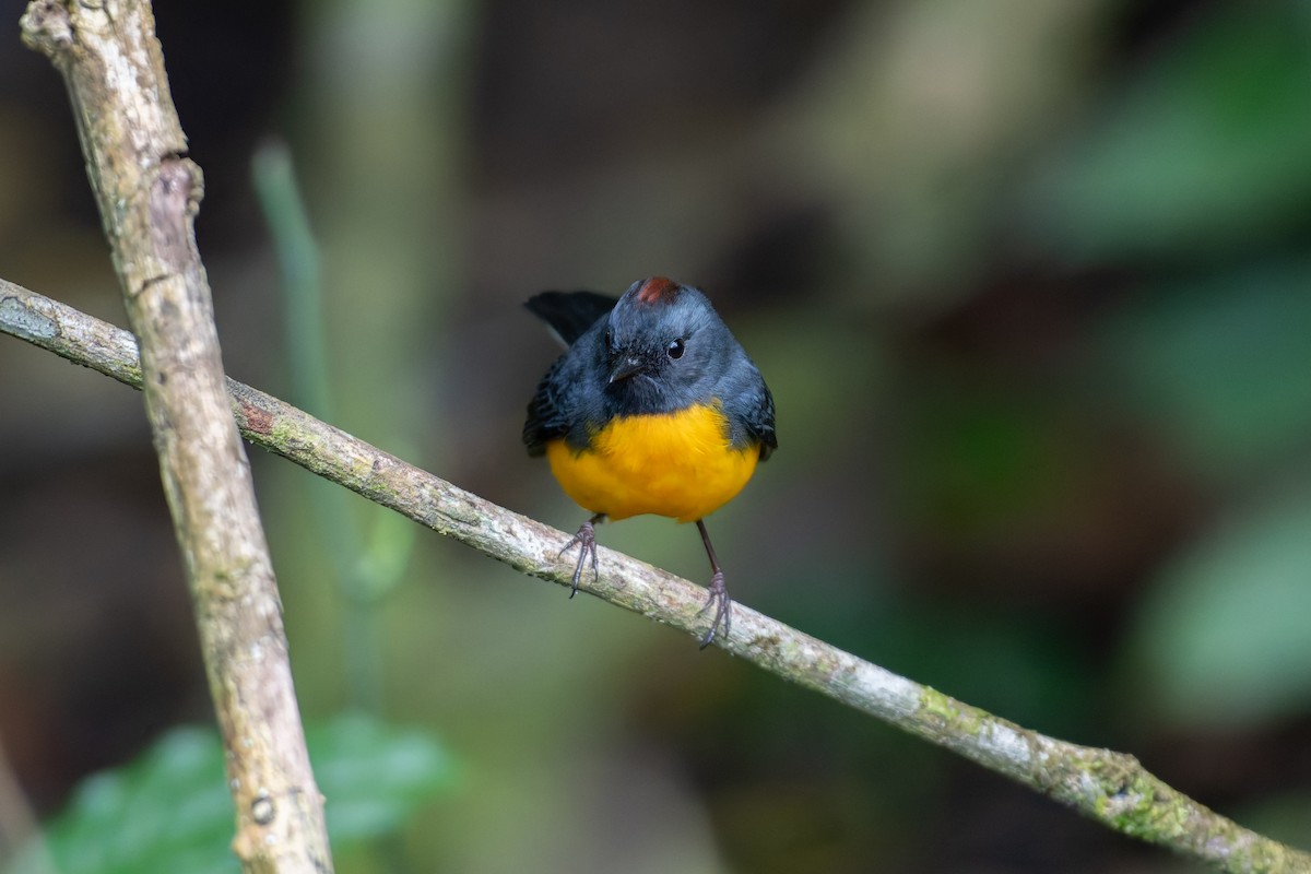 Paruline ardoisée - ML646234424