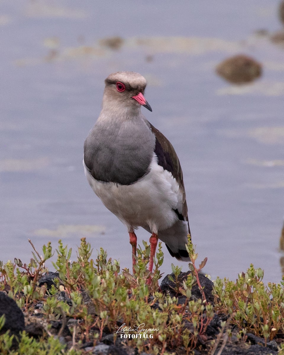 Vanneau des Andes - ML646234426