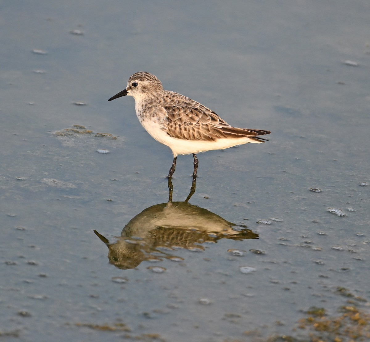 Bécasseau minute - ML646234427