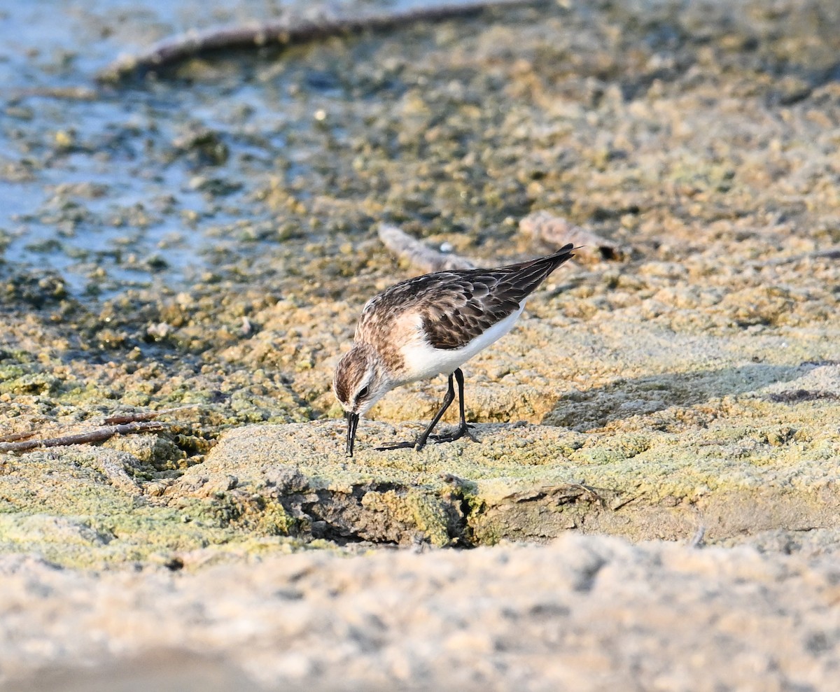 Bécasseau minute - ML646234428