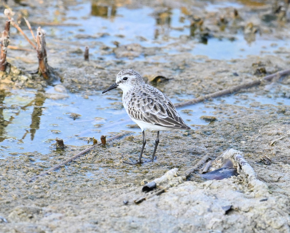 Bécasseau minute - ML646234429