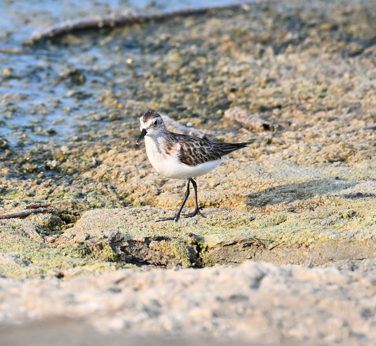 Bécasseau minute - ML646234430