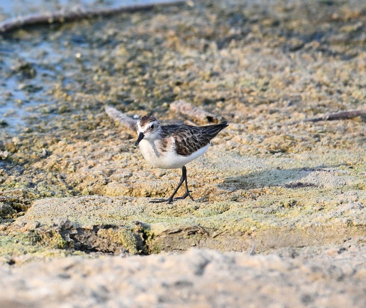 Bécasseau minute - ML646234431